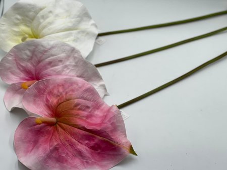 زهرة الفلامنجو